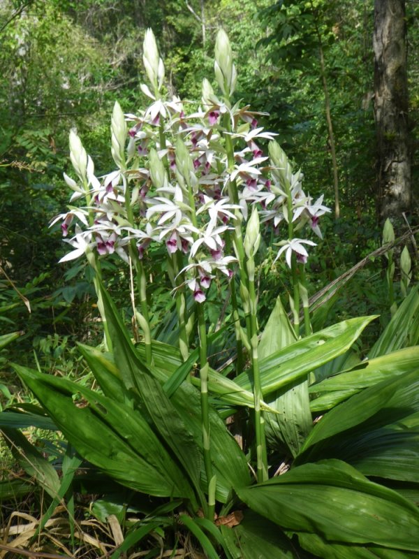 orchid spp_GBarrett2012_IMGP0932.JPG
