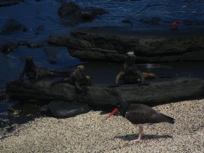 American Oystercatcher and Marine Iguanas_IMGP2832_01.JPG