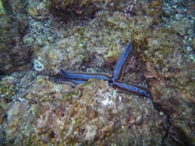Blue Sea Star_IMGP2154_01.JPG