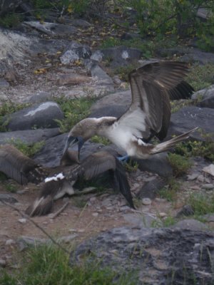Blue-footed Booby feeding chick_IMGP1962_01.JPG