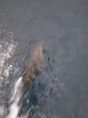 Bottle-nosed Dolphin_IMGP2242_01.JPG
