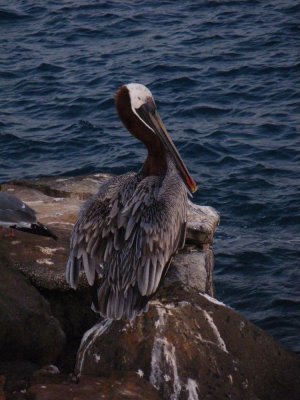 Brown Pelican_IMGP1891_01.JPG