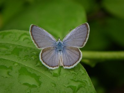 Galapagos Blue Butterfly_IMGP2312_01.JPG