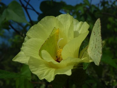 Galapagos Sulphurs on Darwins Cotton_IMGP2580_01.JPG