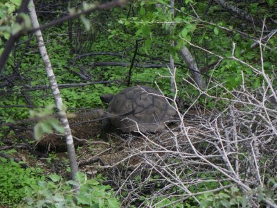 Galapagos Tortoise_Isabela Cruz Isl_IMGP2562_01.JPG