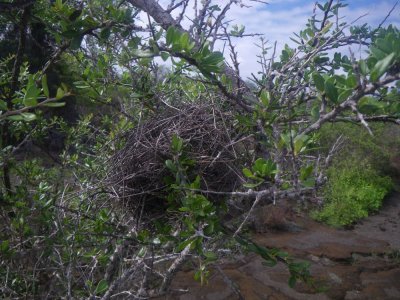 Galapagos finch nest_IMGP2794_01.JPG