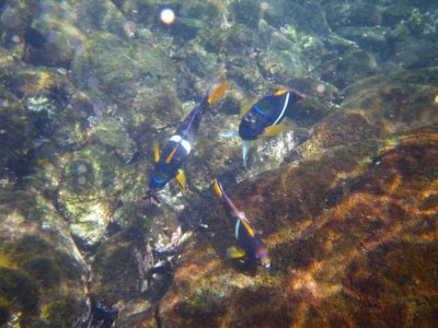 King Angelfish_IMGP2843_01.JPG