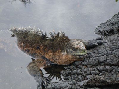 Marine Iguana_IMGP2417_01.JPG