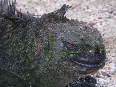 Marine Iguana_IMGP2658_01.JPG