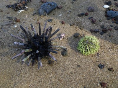 Pencil Sea Urchin and Green Sea Urchin_IMGP2075_01.JPG