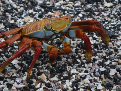 Sally-lightfoot Crab_IMGP2695_01.JPG