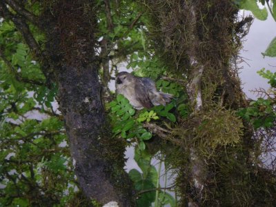 Small Tree Finch_IMGP2367_01.JPG