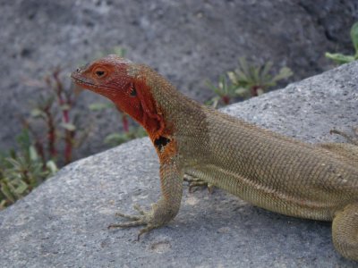 female Espanola Lava Lizard_IMGP1975_01.JPG