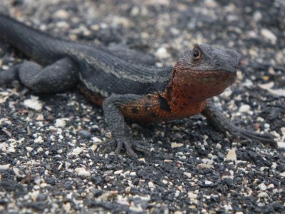 female Galapagos Lava Lizard_IMGP2690_01.JPG