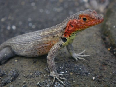 female Galapagos Lava Lizard_IMGP2788_01.JPG