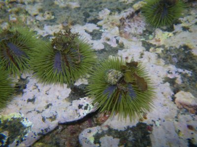 green sea urchins_IMGP2106_01.JPG