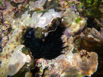 hatpin sea urchin_IMGP2124_01.JPG