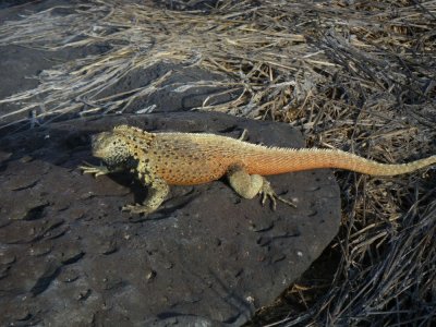 male Espanola Lava Lizard_IMGP1996_01.JPG