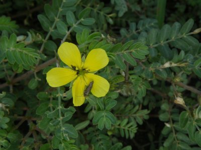 mosquitoes and moth spp feeding at Tribulus flower_IMGP2771_01.JPG