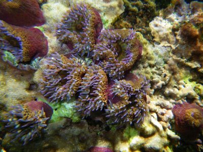 sea anenomes_IMGP2122_01.JPG