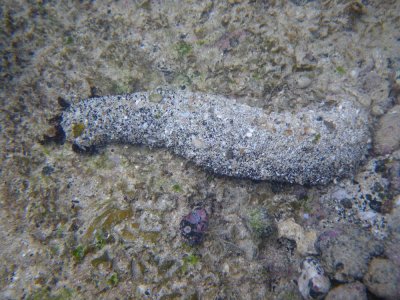 sea cucumber_IMGP2171_01.JPG