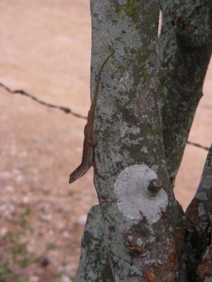 anole spp_GBarrett©2012_DSCN3579.JPG