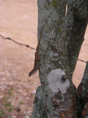 anole spp_GBarrett2012_DSCN3579.JPG