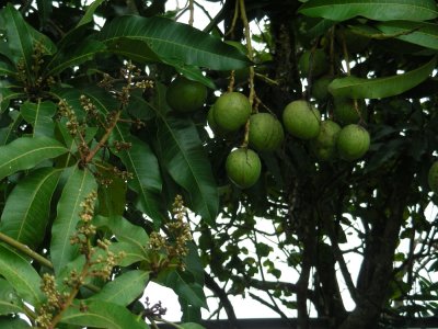 mango tree_GBarrett2012_DSCN3575.JPG