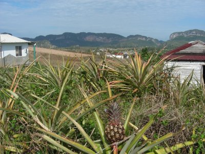 pineapple plants_GBarrett©2012_DSCN3572.JPG