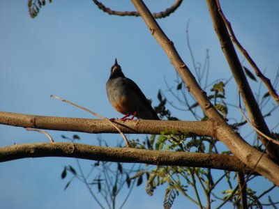 Red-legged Thrush_GBarrett2012_DSCN3560.JPG