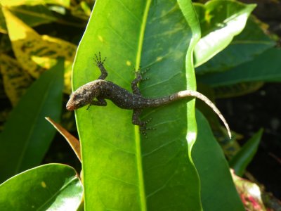 anole spp_GBarrett2012_IMGP0481.JPG