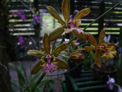 orchid spp_GBarrett2012_IMGP0465.JPG