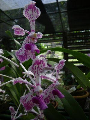 orchid spp_GBarrett2012_IMGP0466.JPG