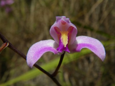 orchid spp_GBarrett2012_IMGP0521.JPG