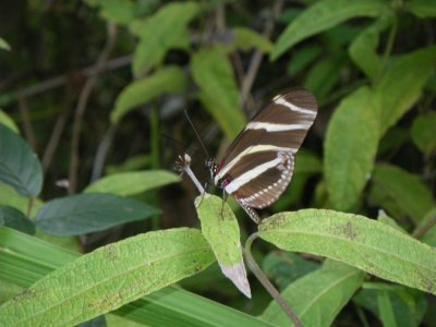 Zebra Heliconian butterfly spp_GBarrett2012_IMGP0496.JPG