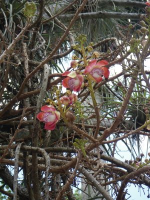 Cannonball Tree_GBarrett2012_IMGP0689.JPG