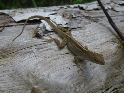 anole spp_GBarrett©2012_IMGP0991.JPG