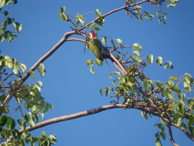 Cuban Green Woodpecker_GBarrett2012_IMGP1250.JPG
