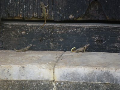 Cuban Side-blotched Curlytail lizards_GBarrett©2012_IMGP1262.JPG