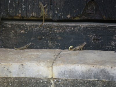 Cuban Side-blotched Curlytail lizards_GBarrett2012_IMGP1262.JPG