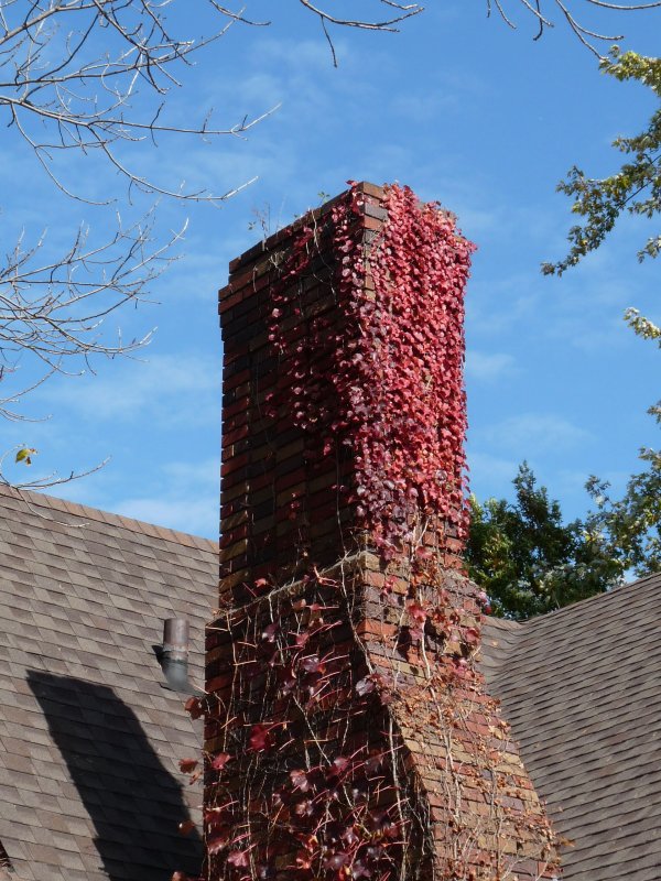 Red brick, sumac and shadow