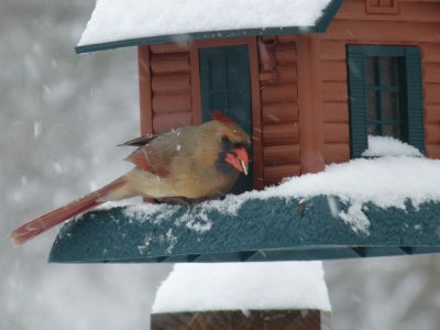 Female cardinal