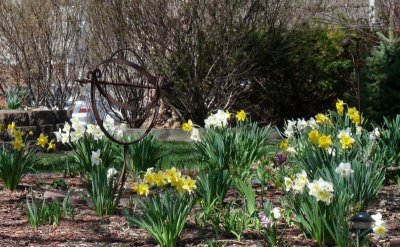 daffodil garden