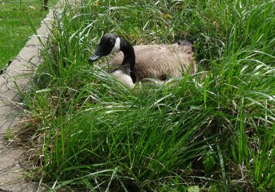 Goose on a nest