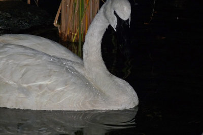 Swan in the dark