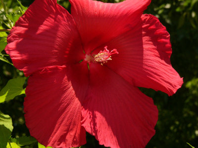 our hibiscus