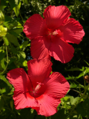 our hibisci