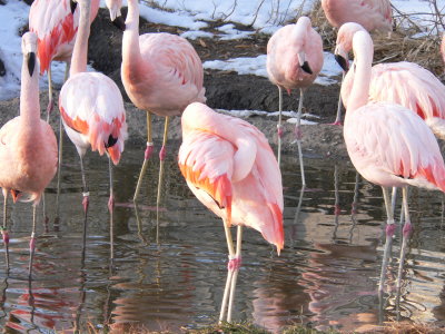 Flamingos in the snow