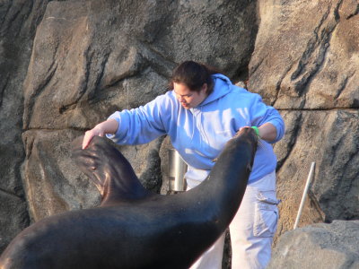 Sea lion flipper