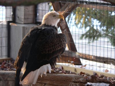Eagle in pavillion